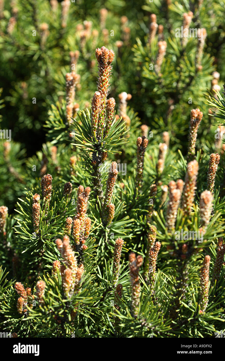Mugho Pine 'Valley Cushion' Pinus mugho Stock Photo