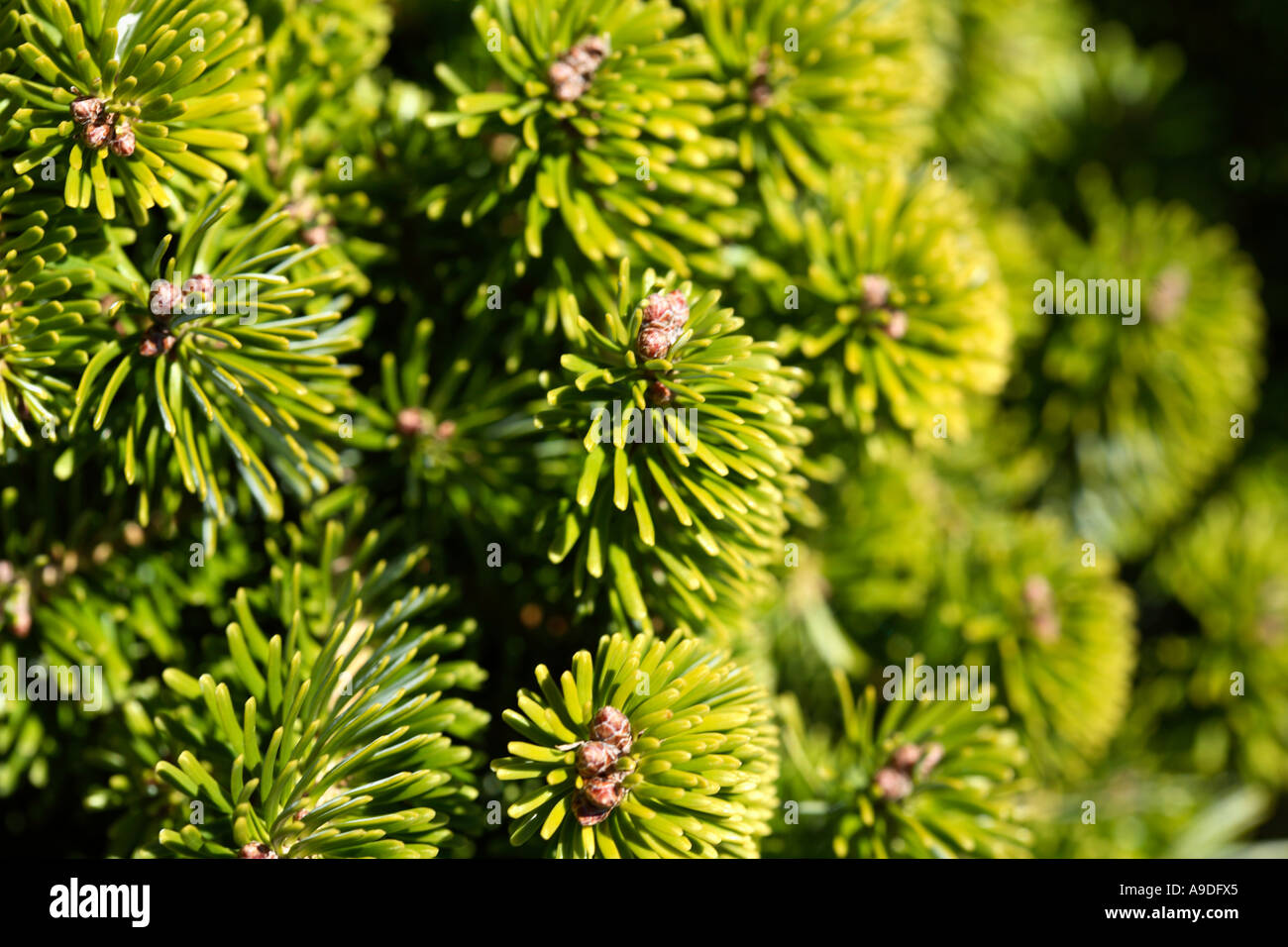 Caucasian Fir 'Munsterland' Abies nordmanniana Pinaceae Stock Photo