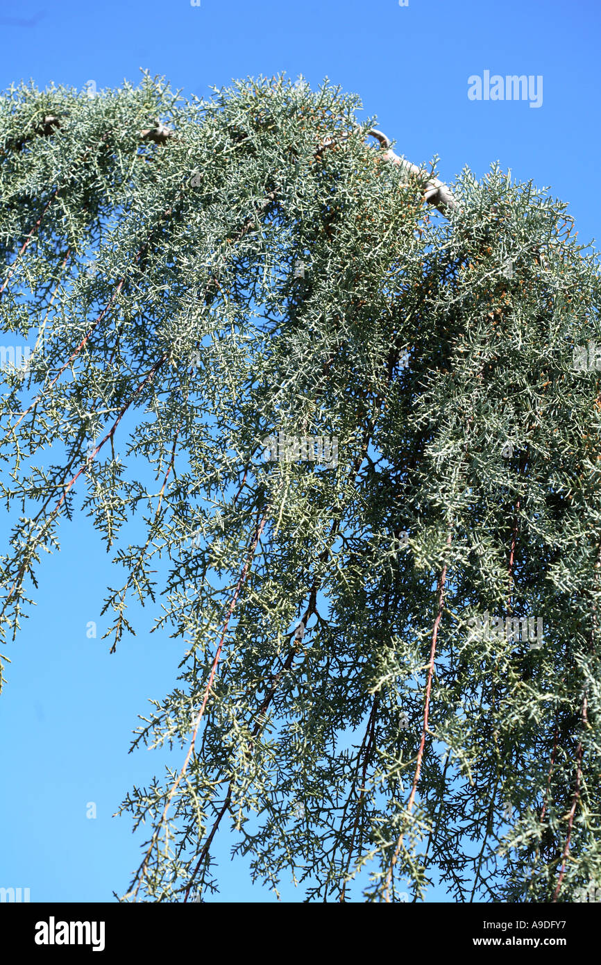 Smooth Bark Arizona Cypress Blue Spire Cupressus glabra Cupressaceae Stock Photo