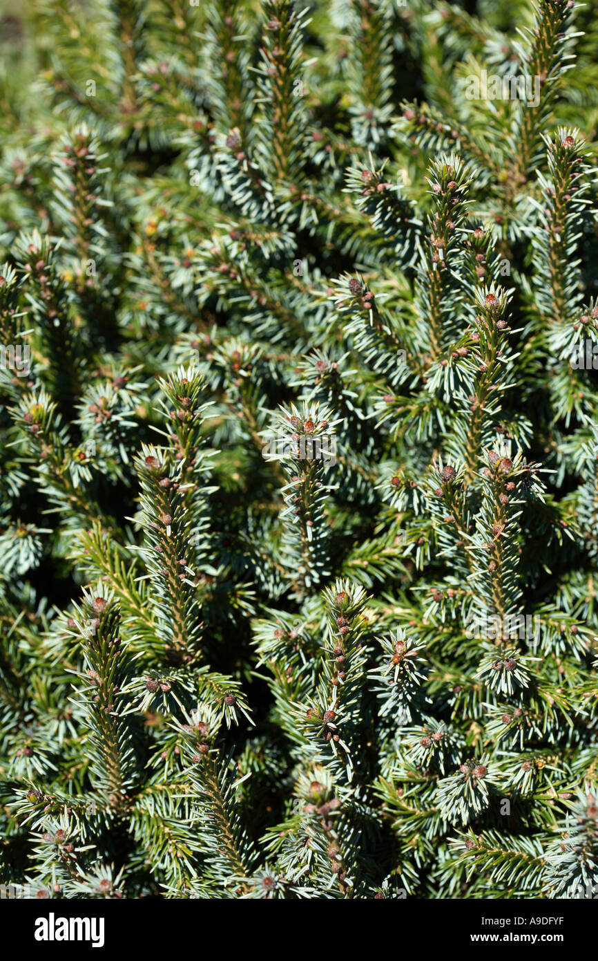 Spruce Pimoko Picea omorika Stock Photo