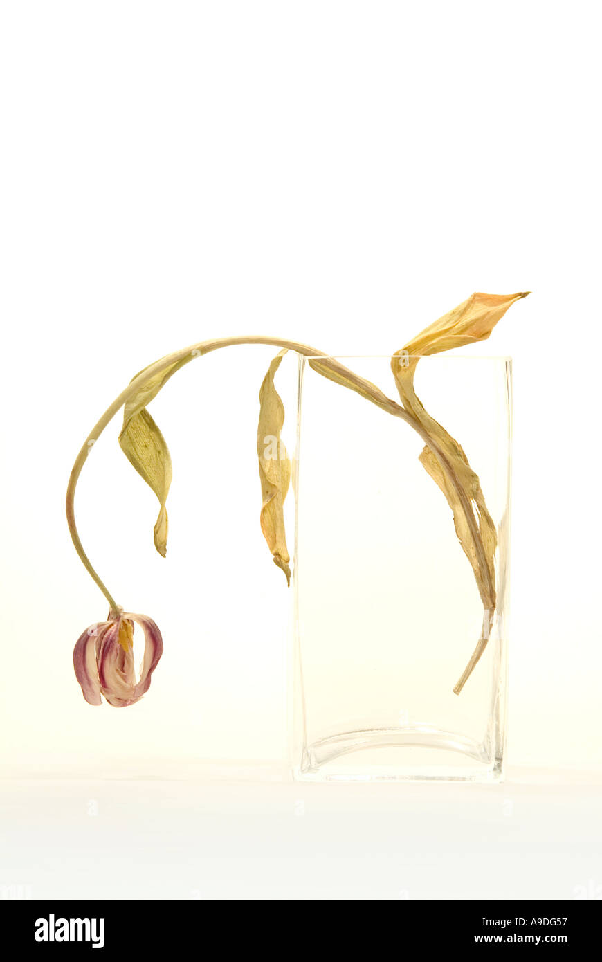Dead tulip in glass vase Stock Photo Alamy