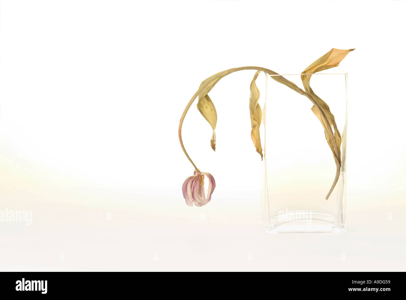 Dead tulip in glass vase Stock Photo Alamy