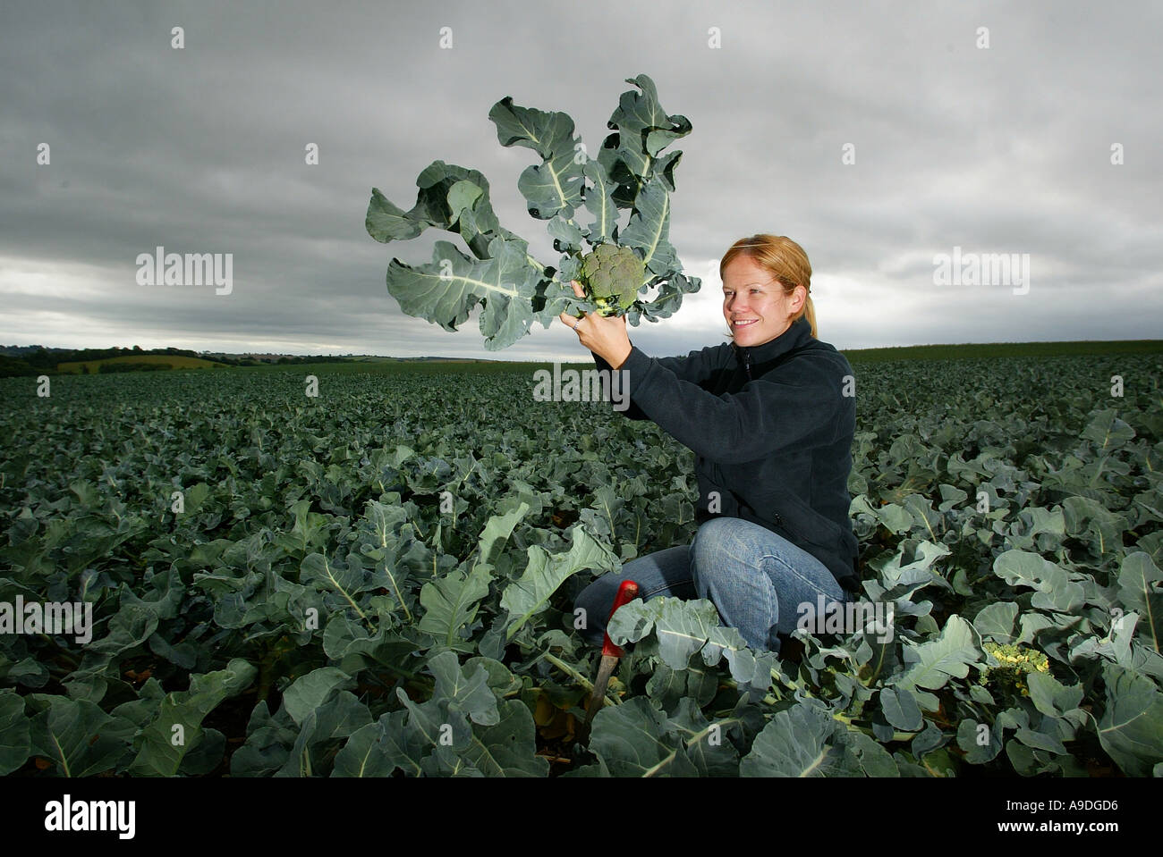 Organic brocolli being cut at Riverford Farm in Devon UK Stock Photo