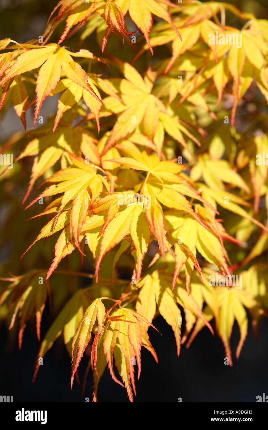 Japanese Maple Acer palmatum Ueno Yama Stock Photo