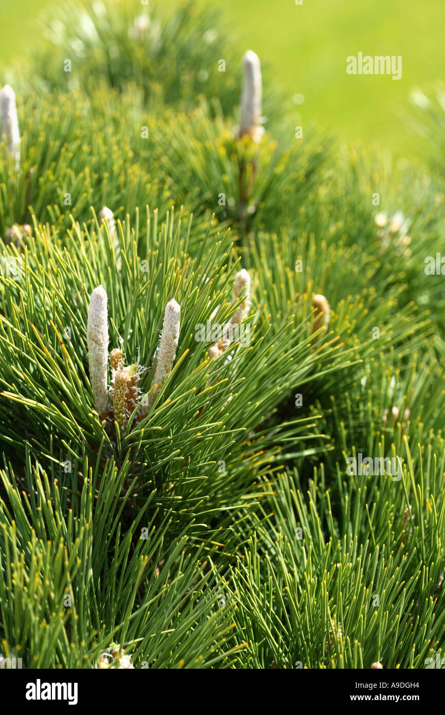 Japanese Black Pine 'Thunderhead' Pinus thunbergi Stock Photo