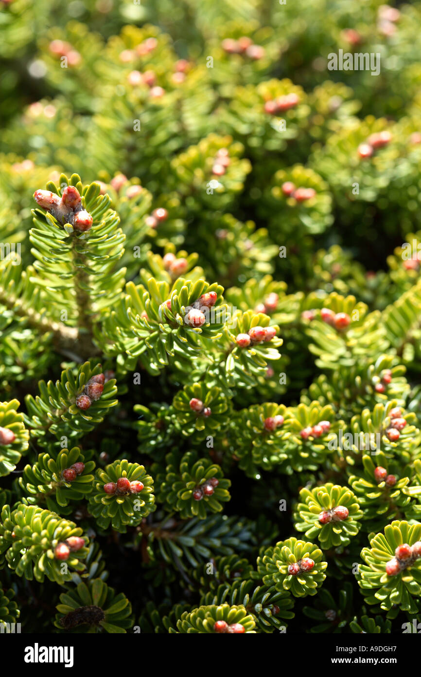 Korean Fir 'Silberzwerg' Abies koreana Pinaceae Stock Photo