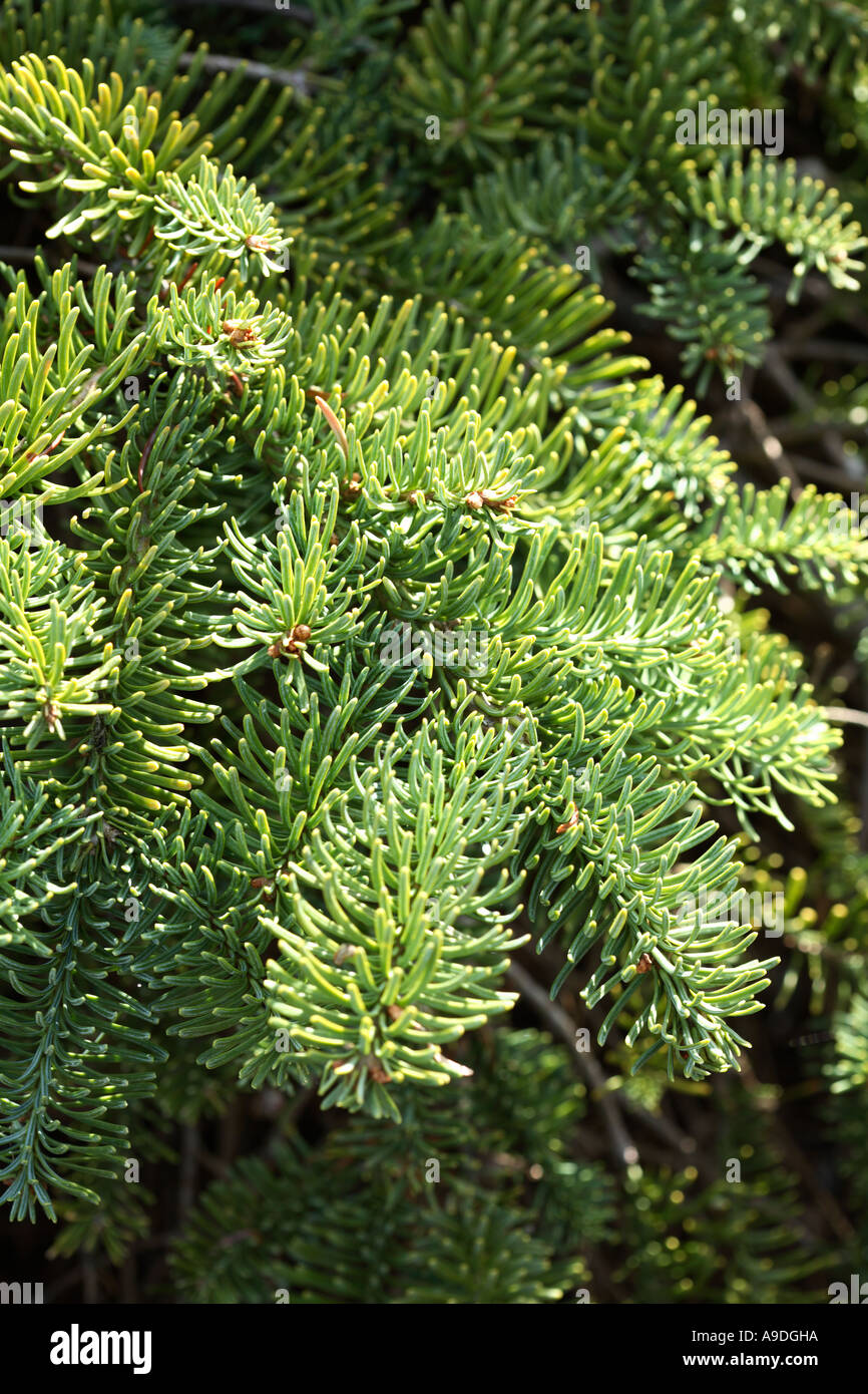 Noble Fir 'La Graciosa' Abies Procera Pinaceae Stock Photo