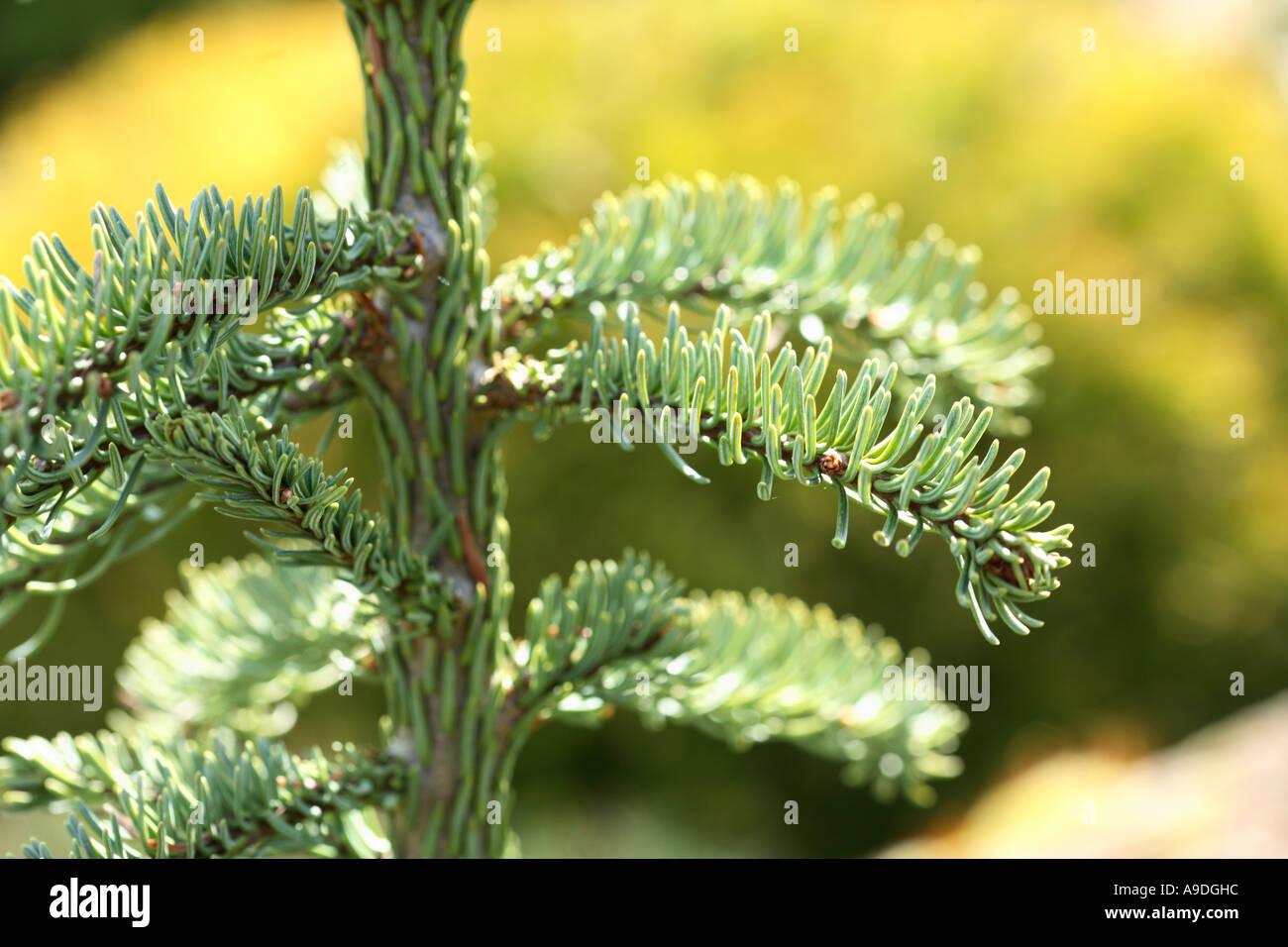 Noble Fir 'La Graciosa' Abies Procera Pinaceae Stock Photo Alamy