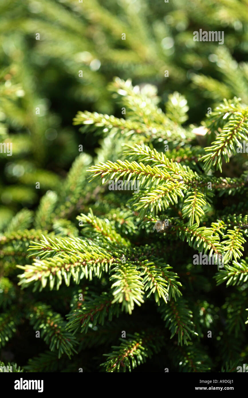 Oriental Spruce 'Barnes' Picea orientalis Stock Photo