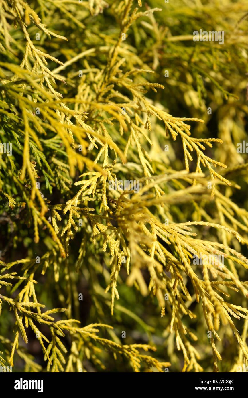 Sawara False Cypress 'Lemon Thread' Chamaecyparis pisifera filitera Stock Photo