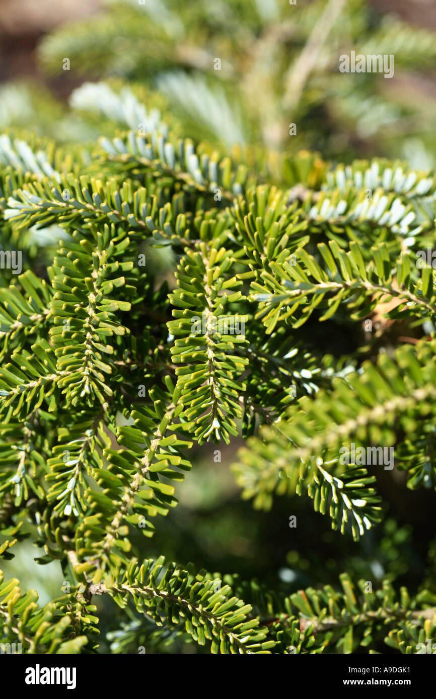 Korean Fir Abies Koreana 'Picolo' Pinaceae Stock Photo