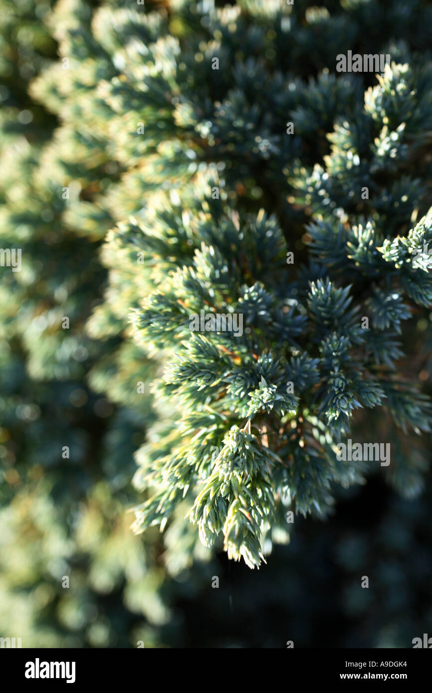 Juniper 'Blue Star' Juniperus Squamata Stock Photo