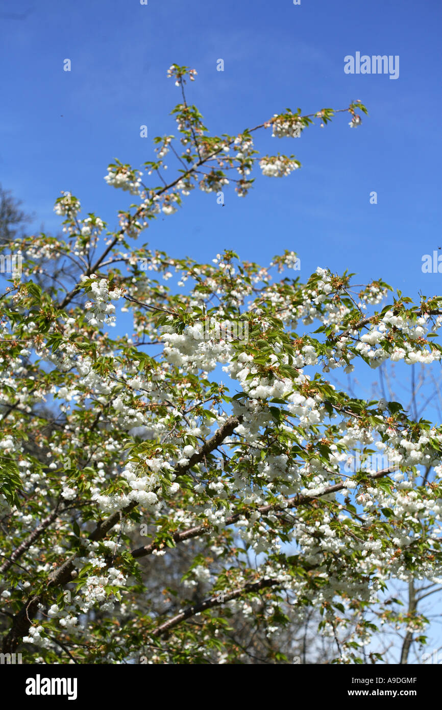 Mt. Fuji Flowering Cherry Prunus Serrulata Mount Fuji Stock Photo