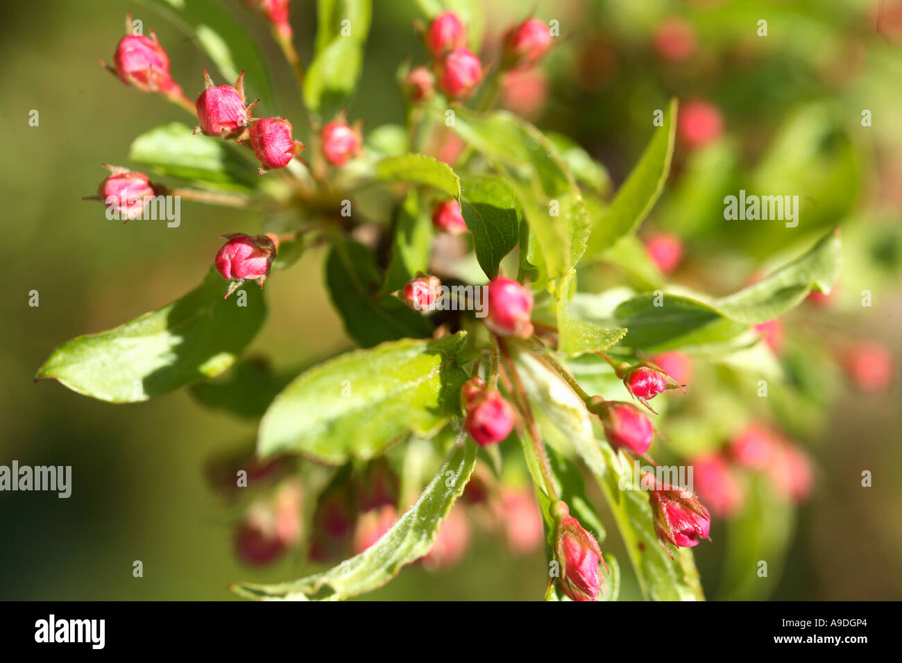 Crabapple Golden Raindrops Schmidtcutleaf Malus transitoria Stock Photo