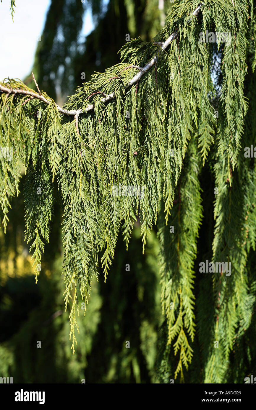 Nootka Cypress Chamaecyparis Nootkatensis 'Strict Weeping' Cupressaceae Stock Photo