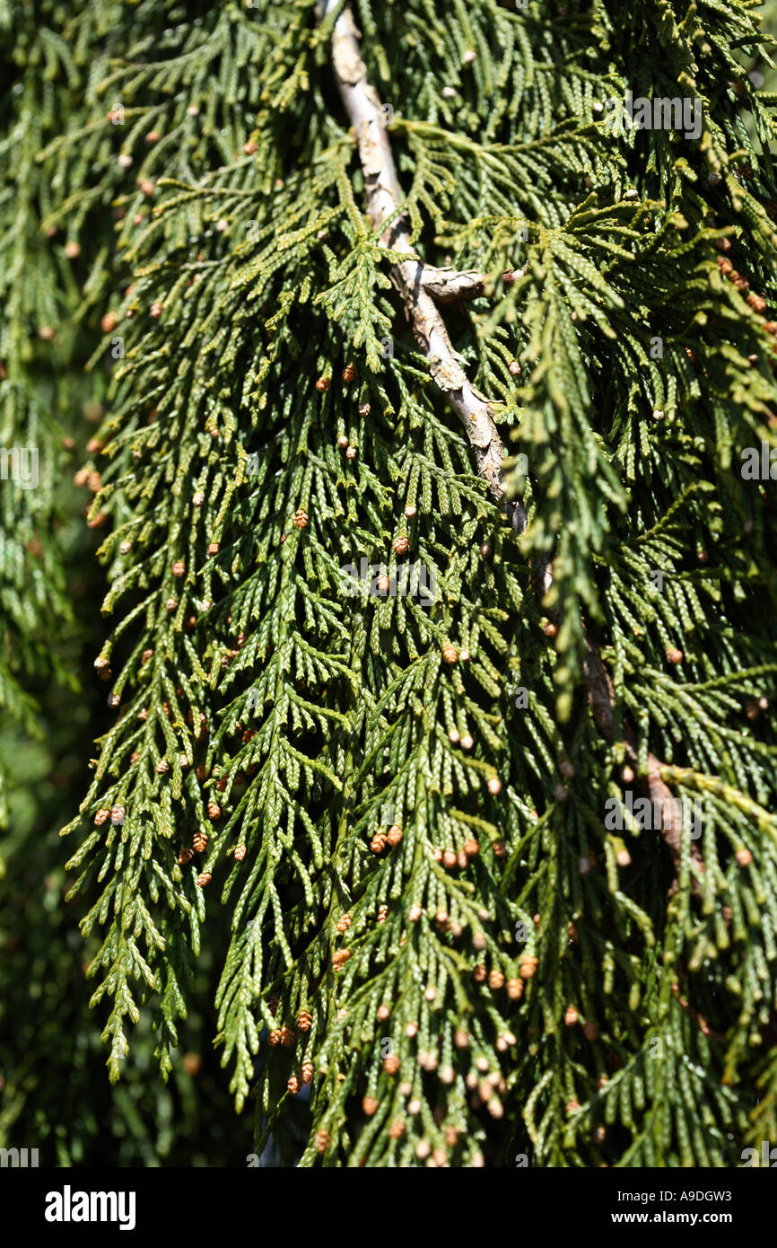Nootka Cypress Chamaecyparis Nootkatensis 'Strict Weeping' Cupressaceae Stock Photo