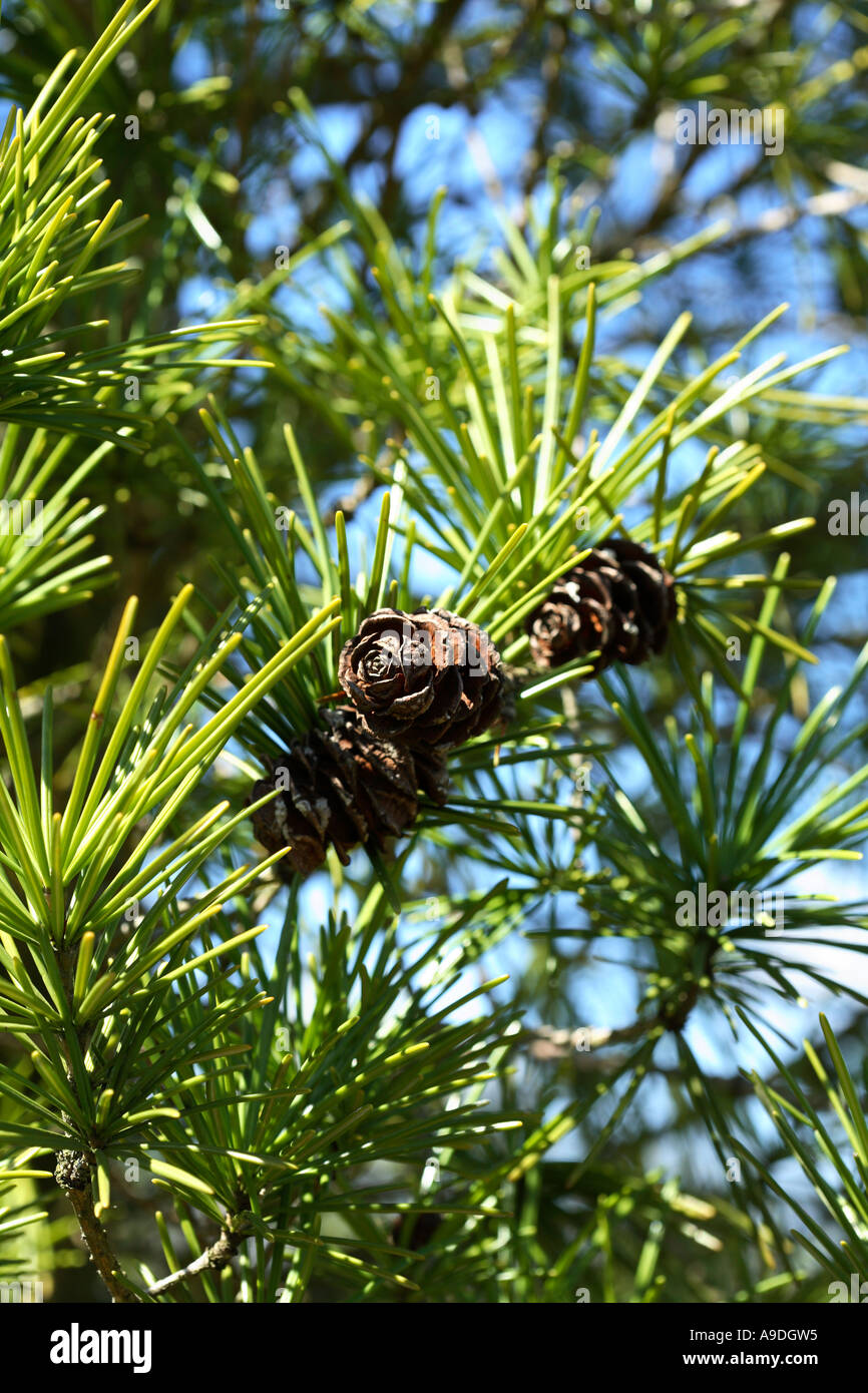 Japanese Umbrella Pine Sciadopitys Verticillata 'Wintergreen' Pinaceae Stock Photo