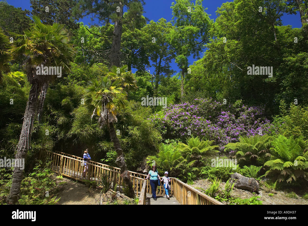 The jungle walk at the Lost Gardens of Heligan near Mevagissey in Cornwall UK Stock Photo