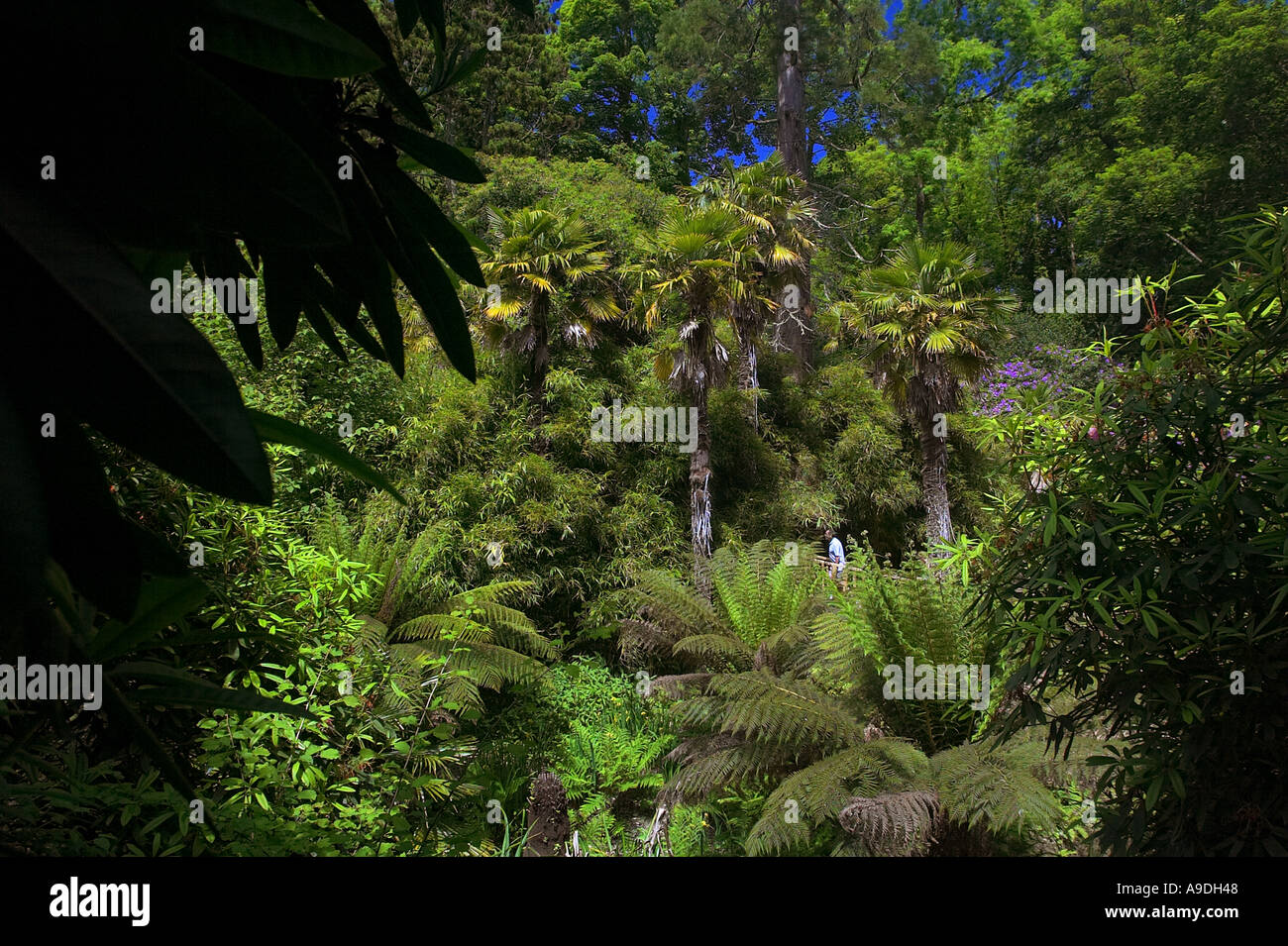 The jungle walk at the Lost Gardens of Heligan, Cornwall, UK. Stock Photo