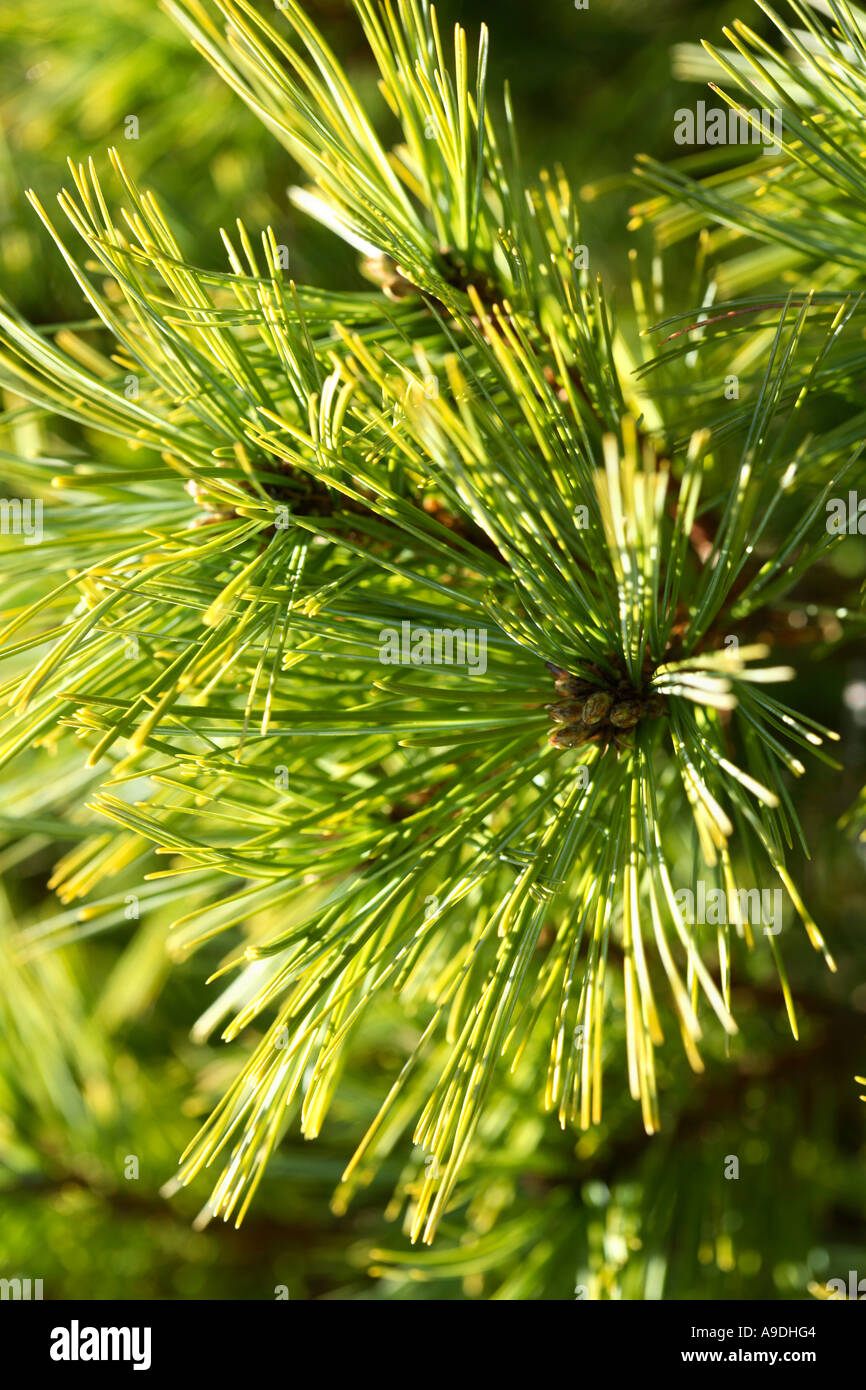 Eastern White Pine 'Verkade's Broom' Pinus strobus Stock Photo