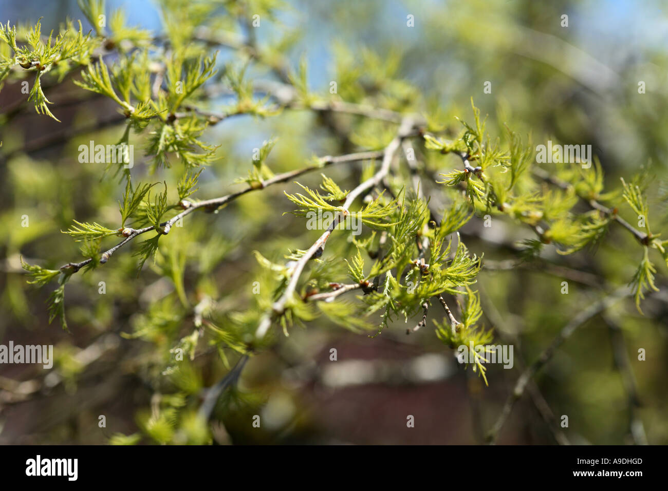 Birch 'Trost's Dwarf' Betula alba Stock Photo