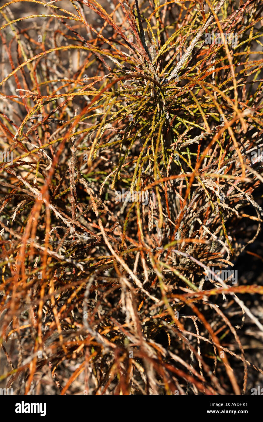 Western Red Cedar 'Whipcord' Thuja plicata Cupressaceae Stock Photo