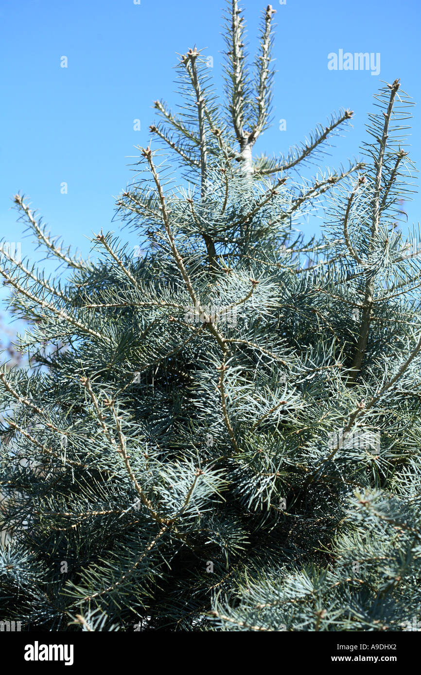 White Fir 'Blue Cloak' Abies concolor Stock Photo