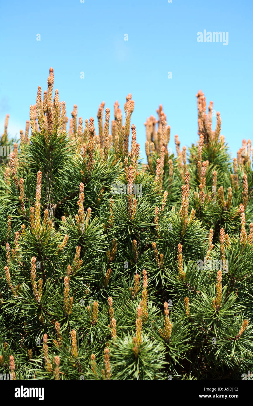 Pinus Contorta Beach Pine 'Willow Creek' Stock Photo
