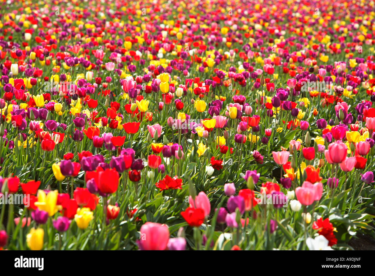 Tulip Field Stock Photo