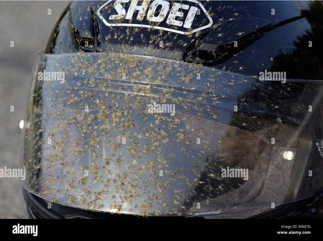 Flies caught on a motorcycle helmet Stock Photo