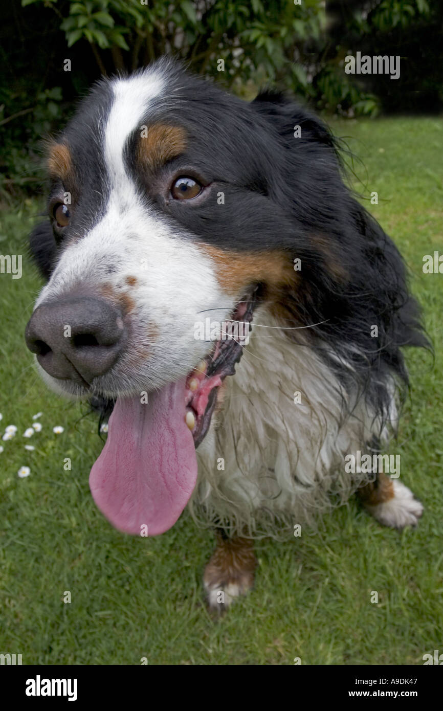 Bernese Mountain dog panting after a long walk Stock Photo Alamy