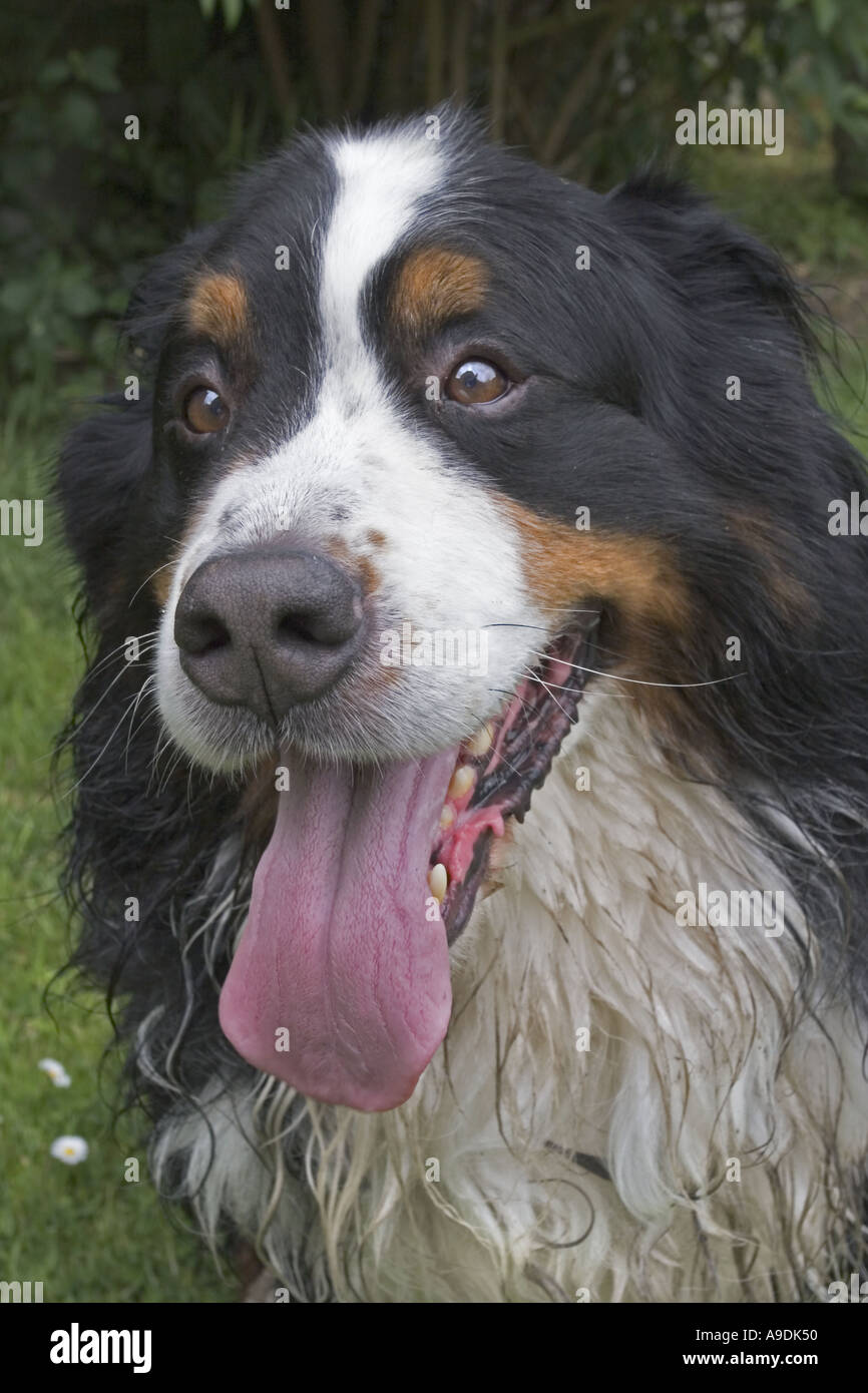 Bernese Mountain Dog Pants - Blue Bernese Mountain Dog Pants - Blue