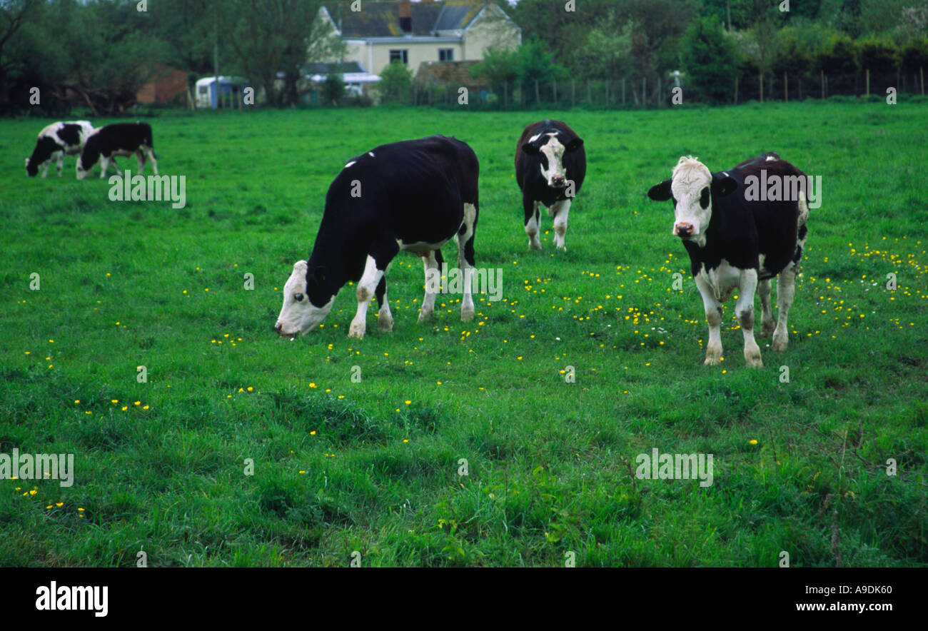 Grazing cattle in field hi-res stock photography and images - Alamy