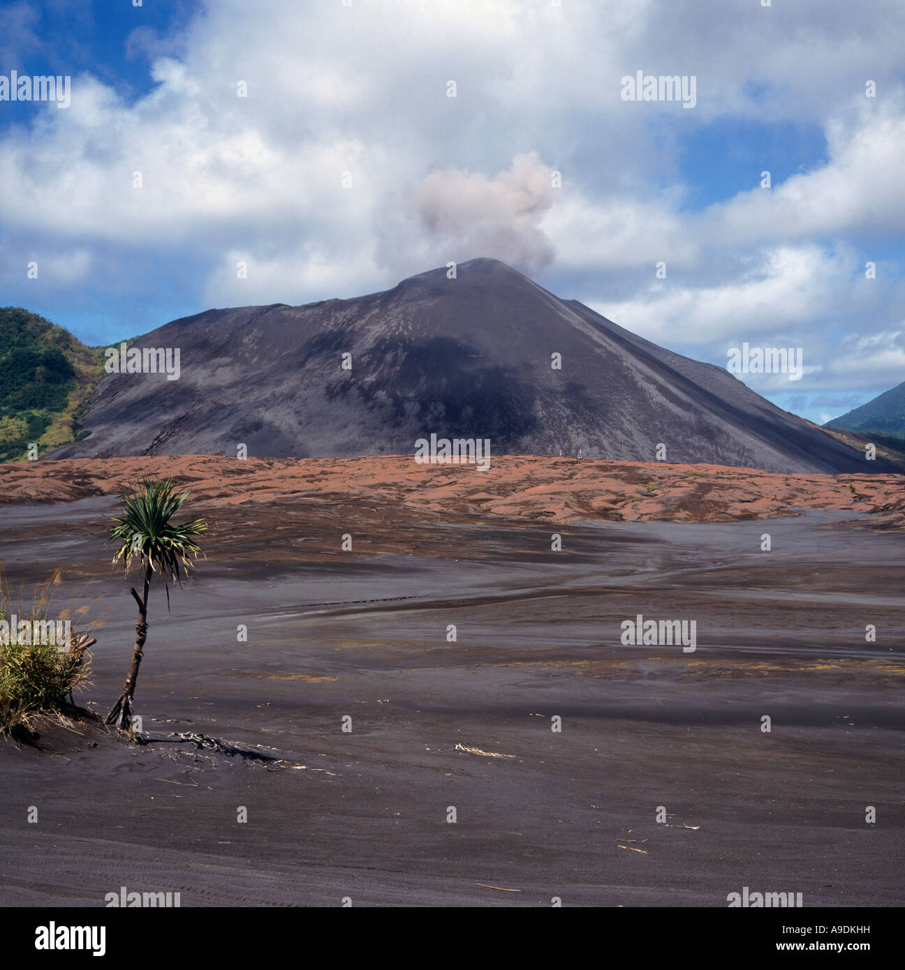 Ash plains and lone pandanus palm tree at foot of Mount Yasur Volcano on Tanna Island in Vanuatu Island Group the South Pacific Stock Photo