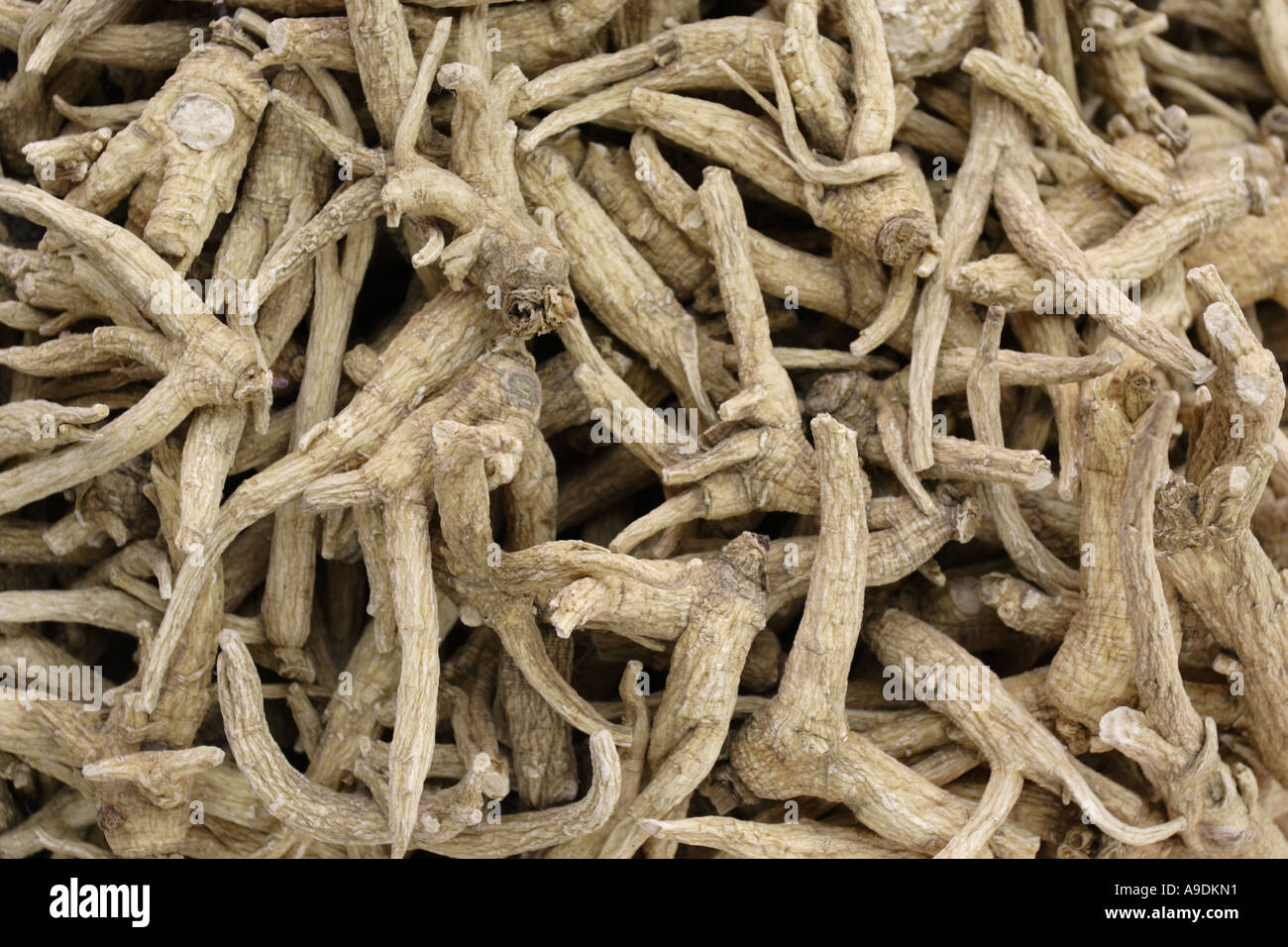 gingseng root Stock Photo