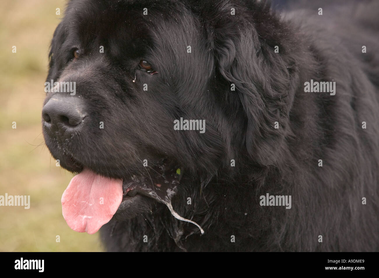 a Newfoundland dog slathering Stock Photo