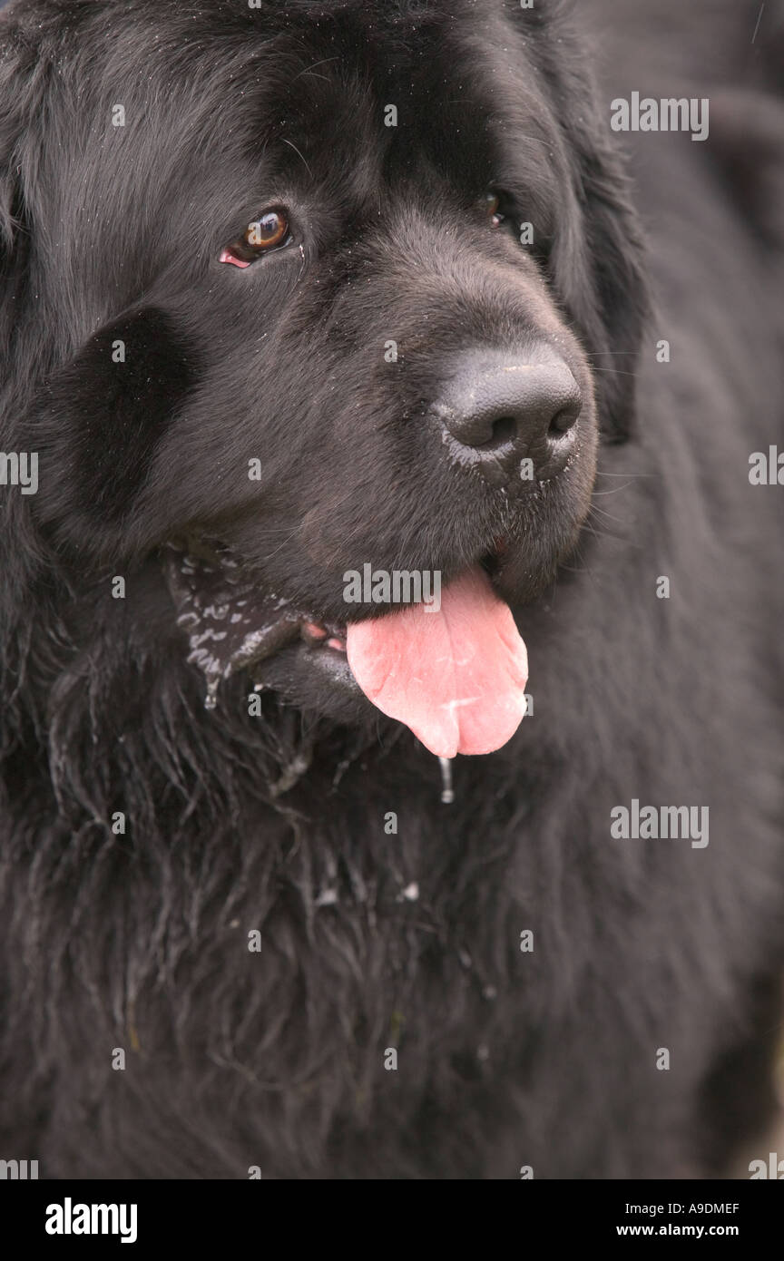 A Newfoundland dog salivating Stock Photo