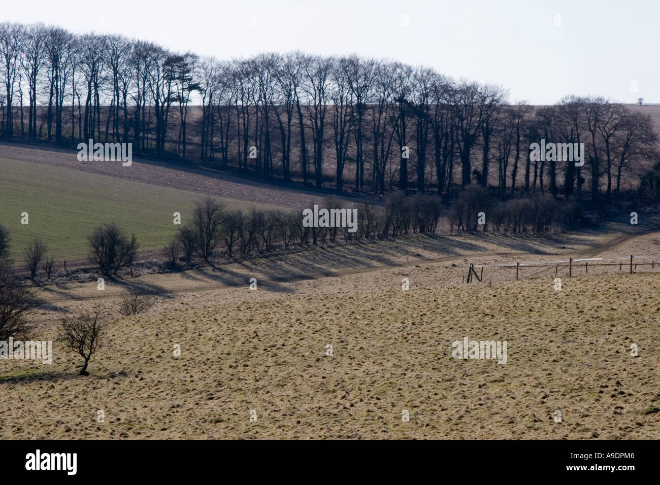 View across Fyfield Down near Marlborough in Wiltshire Stock Photo Alamy