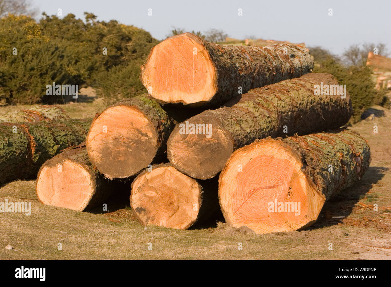 Recently felled pine tree Stock Photo