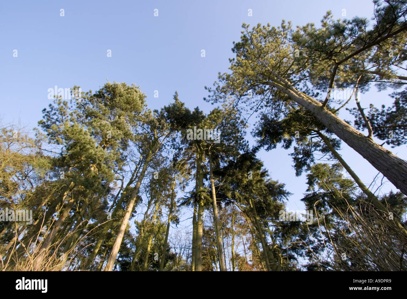 Pine trees in small evergreen copse Stock Photo - Alamy