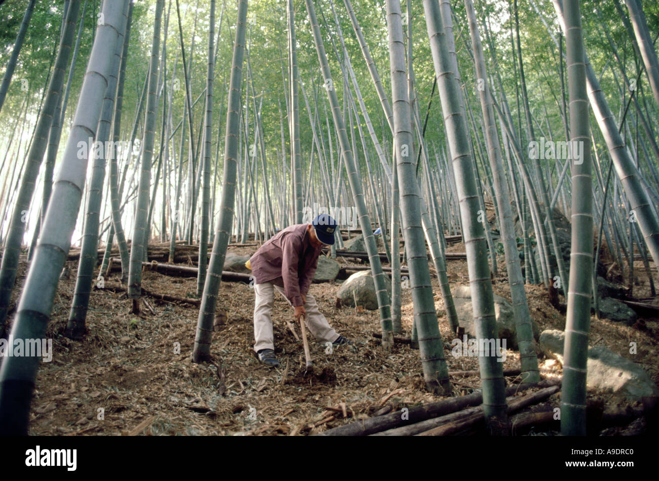 Bamboo shoot harvest Kagoshima Japan Stock Photo Alamy