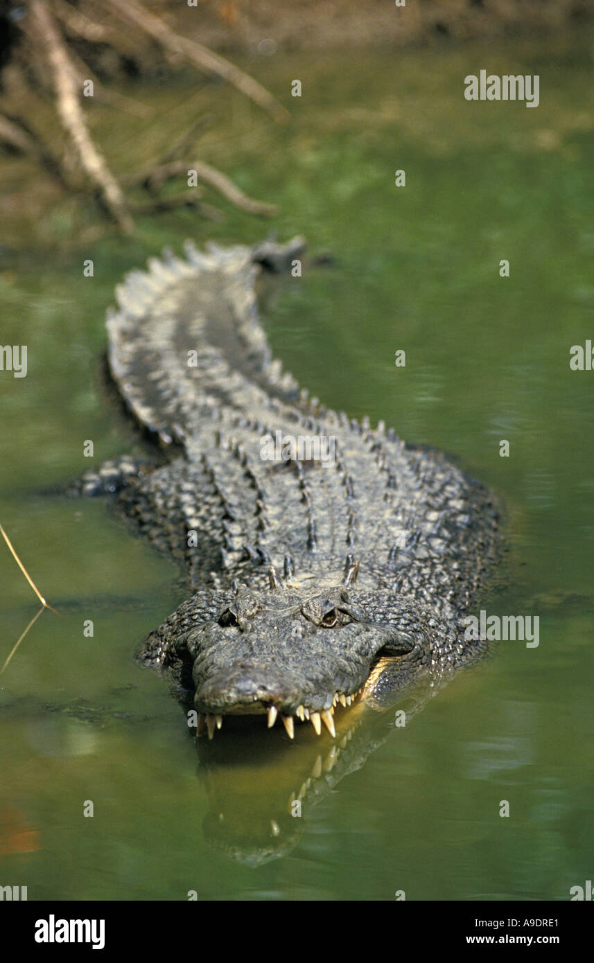 Marine crocodile hi-res stock photography and images - Alamy