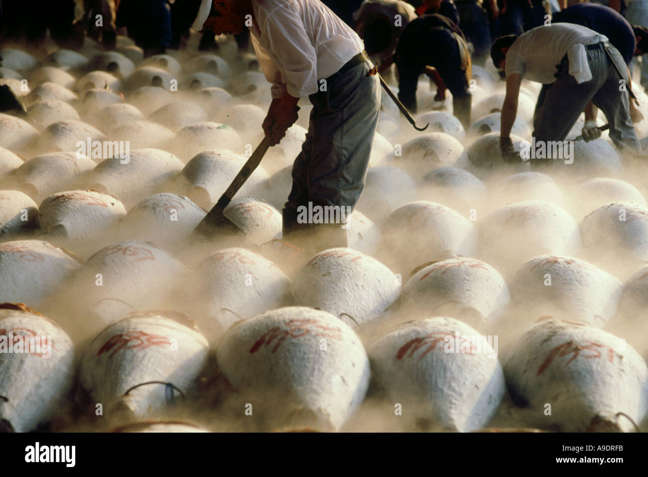 Tuna at Tsukiji Fish Market Tokyo Japan Stock Photo - Alamy