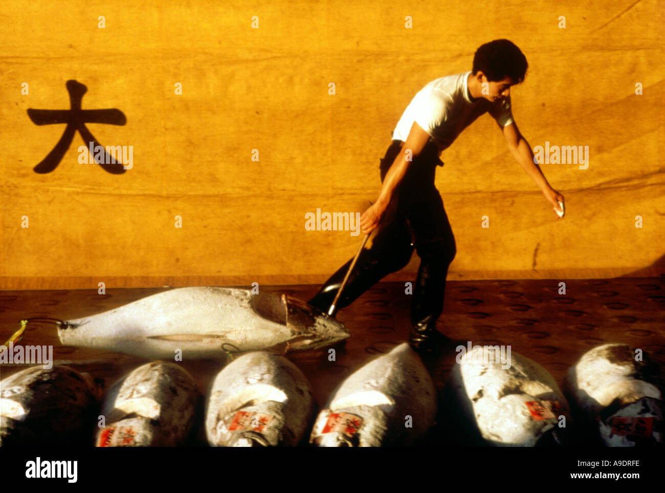 Tuna at Tsukiji Fish Market Tokyo Japan Stock Photo - Alamy