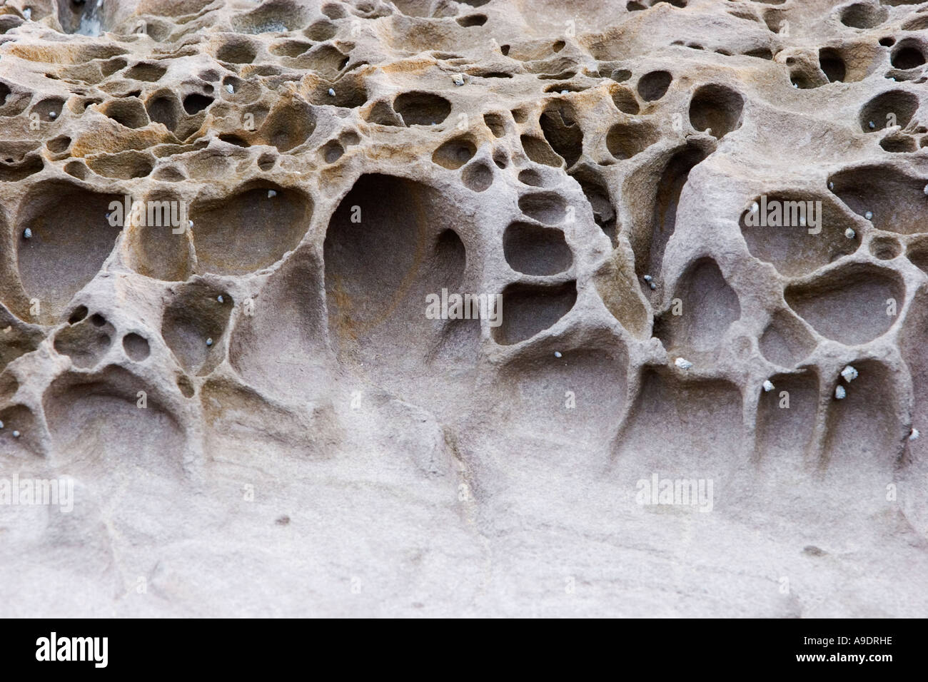 nooks and crannies in rock or coral Stock Photo Alamy