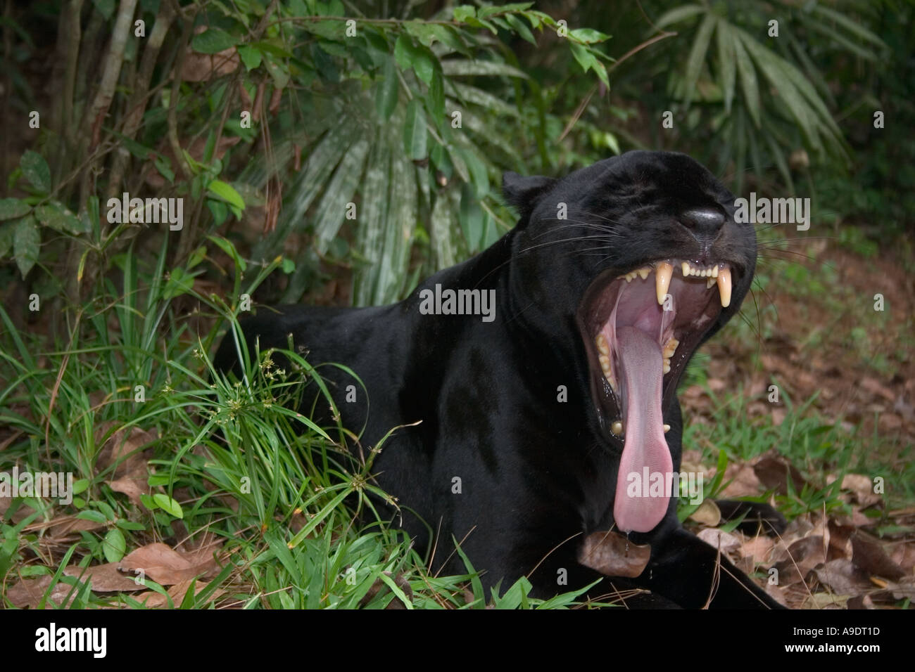 nr70160D BLACK JAGUAR Panthera leopardus YAWNING AT THE BELIZE ZOO