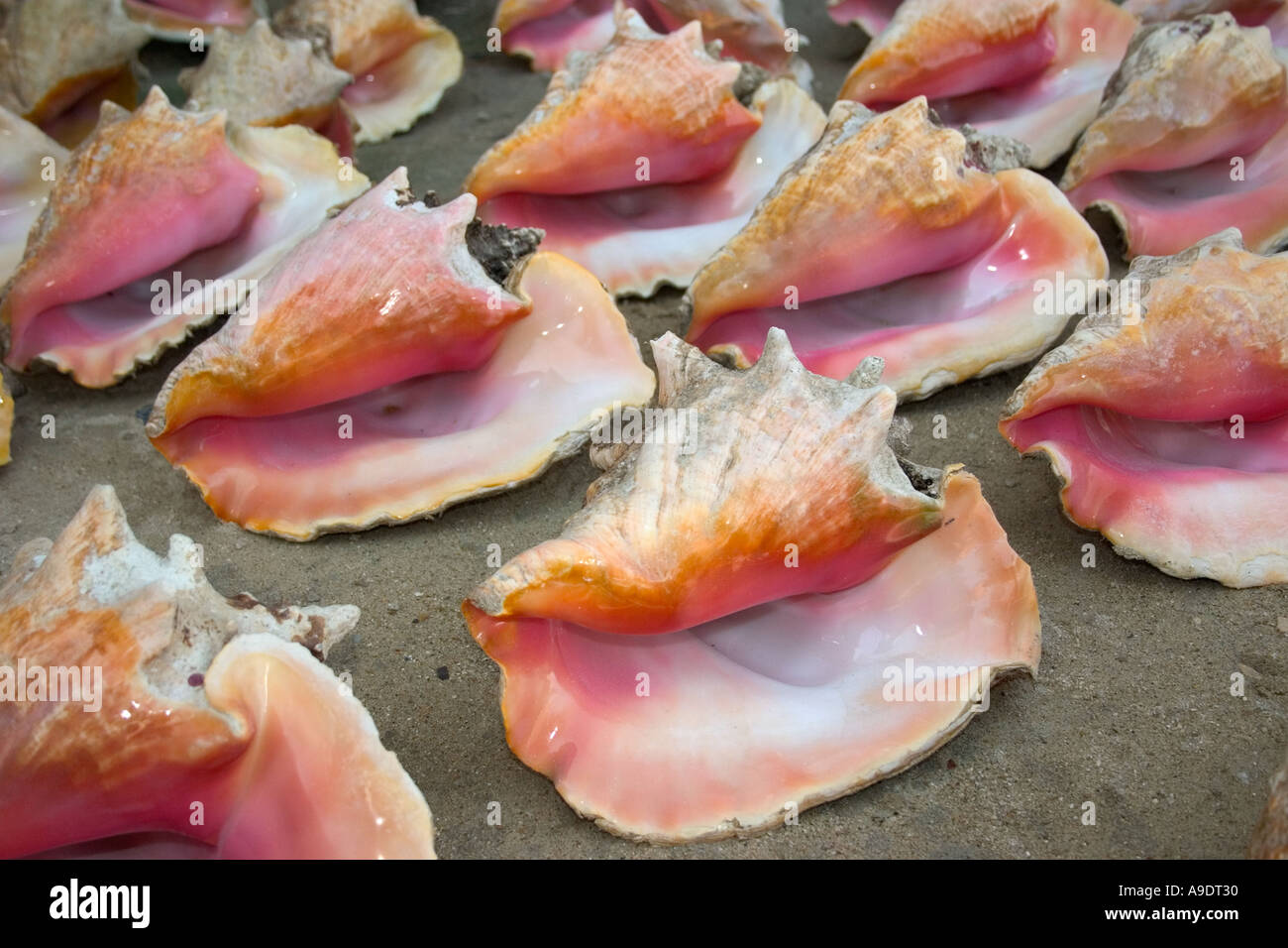 nr70808D CONCH SHELLS FOR SALE AMBERGRIS CAYE BELIZE CENTRAL AMERICA Photo Copyright Brandon Cole Stock Photo