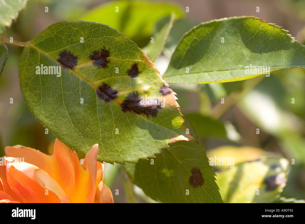 Black spot on rose leaves Stock Photo Alamy