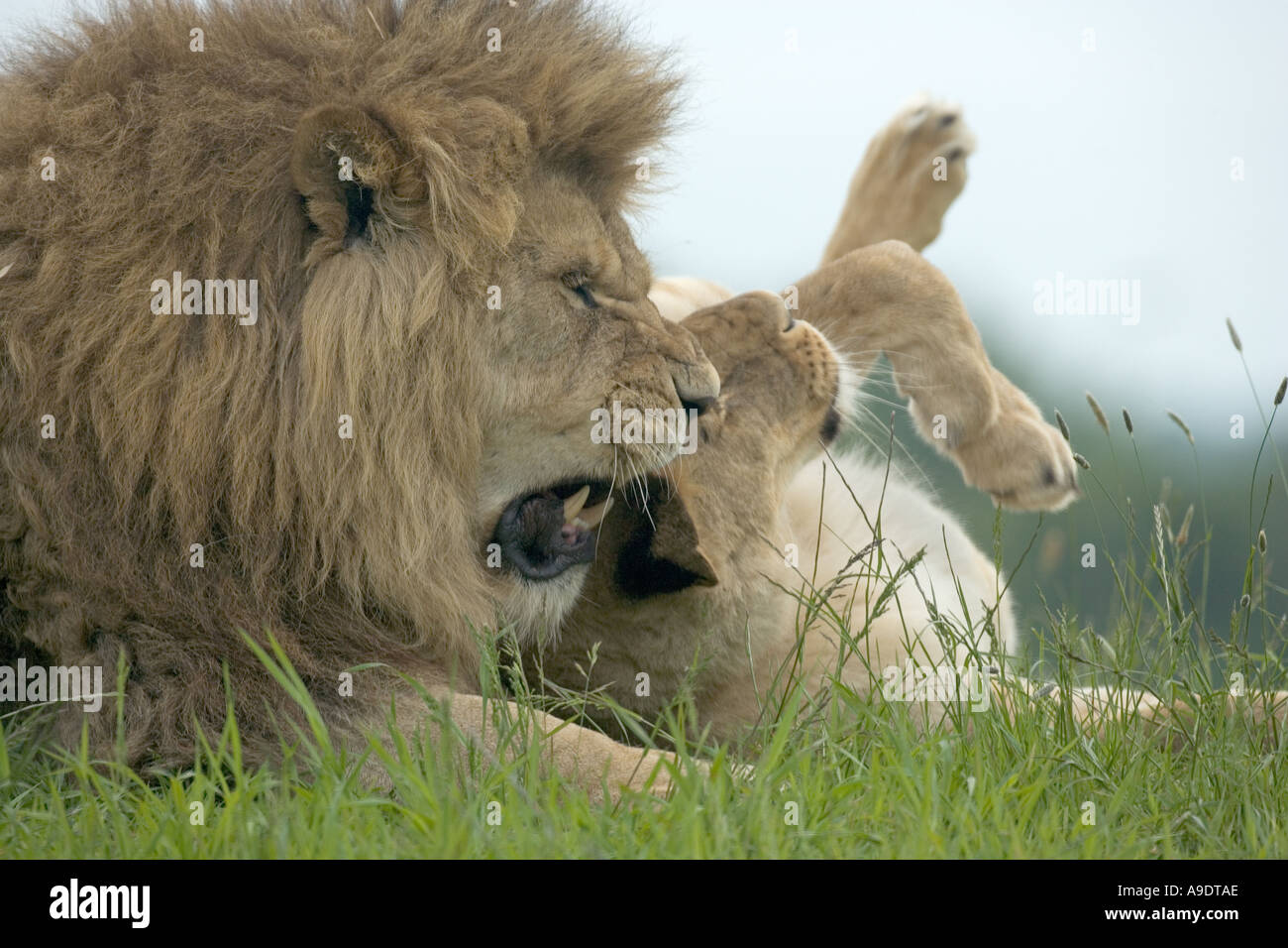 African Lion Pair Panthera leo Stock Photo - Alamy