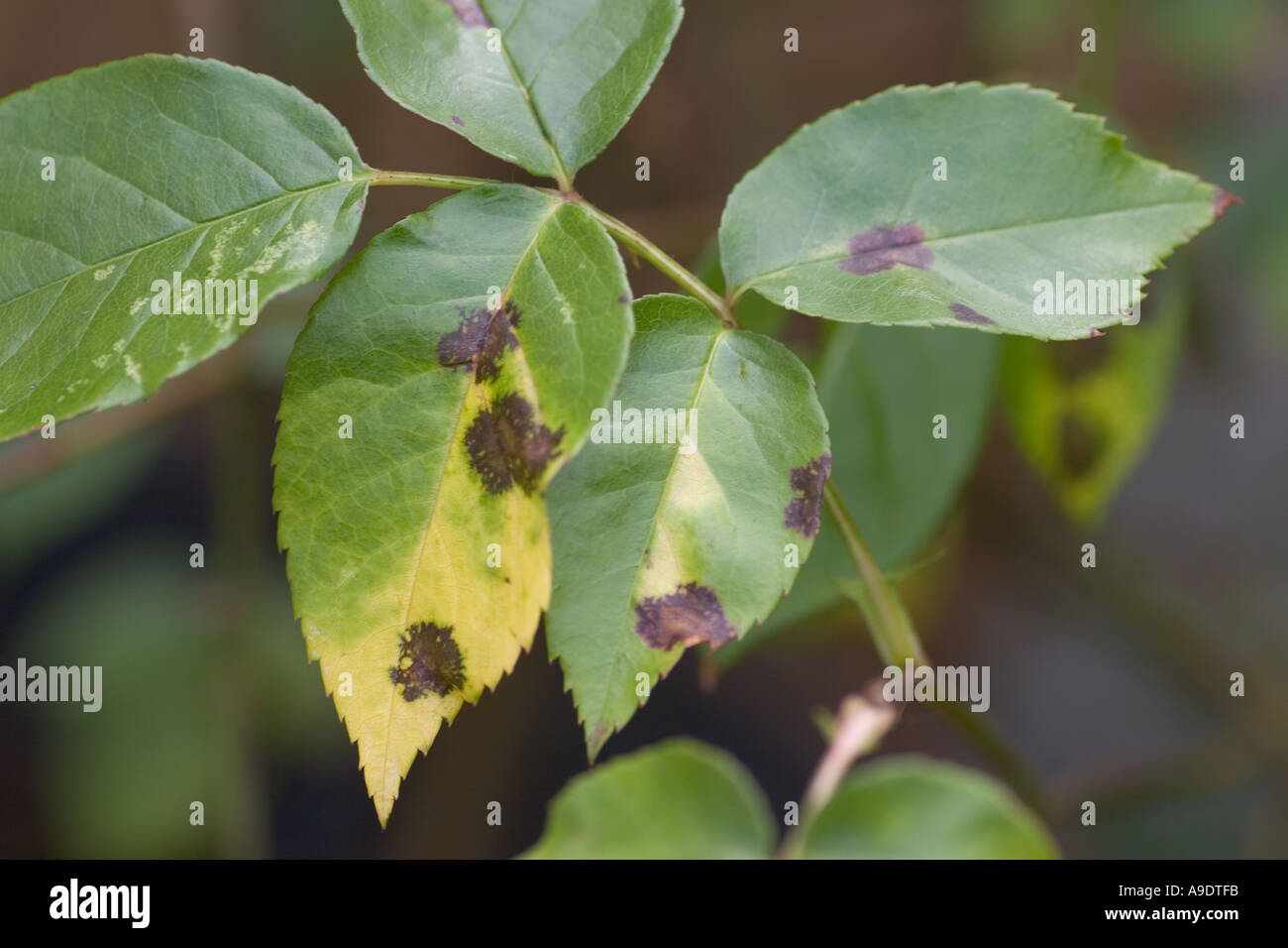 Black spot on rose leaves Stock Photo Alamy